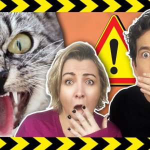 CHATS VIOLENTS