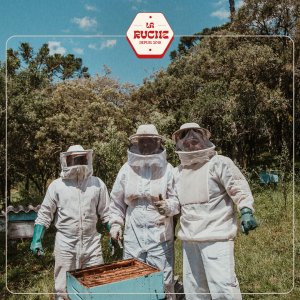 LA RUCHE - Mise en situation
