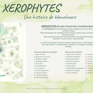 Affiche collection botanique