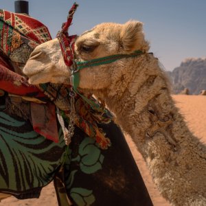 Projet Bédouins, Jordanie